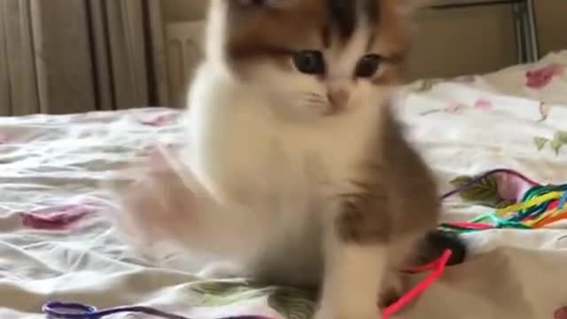 Cat so funny video 2021 LOVE CAT HD Video