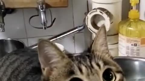 Funny cat jump on door