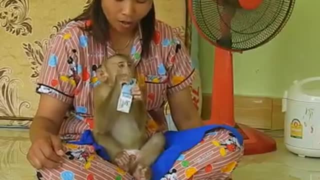 Adorable monkey video new