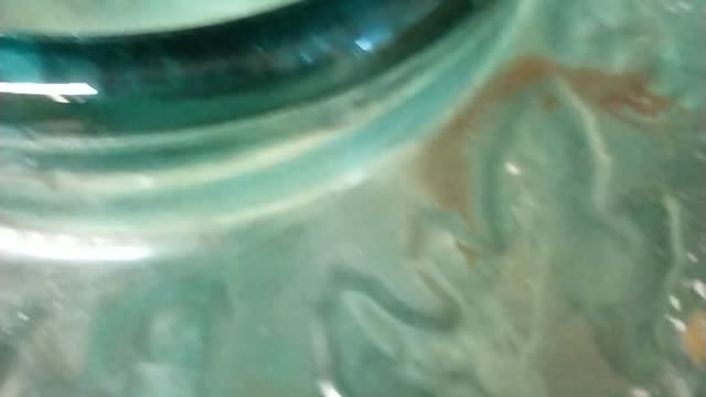 Loaches clicking for food