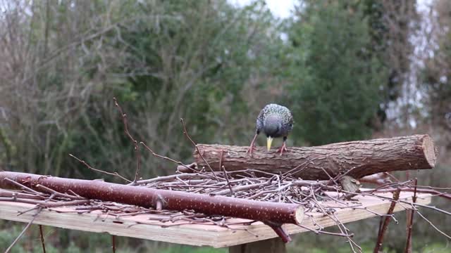 Hear and watch an amazing video of a beautiful black and blue bird