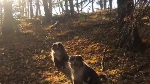 Two dogs sitting on leaves runs at camera looks happy barking