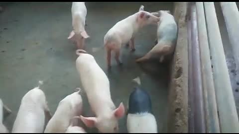 Pig farming in Africa