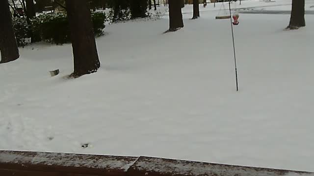 A snowstorm in Maxton