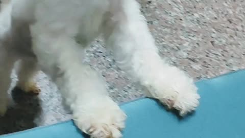 樂樂討抱抱