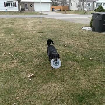 Daisy Catching Frisbee