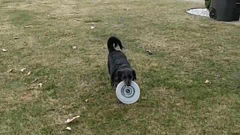 Daisy Catching Frisbee