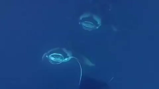 manta rays swim in the ocean