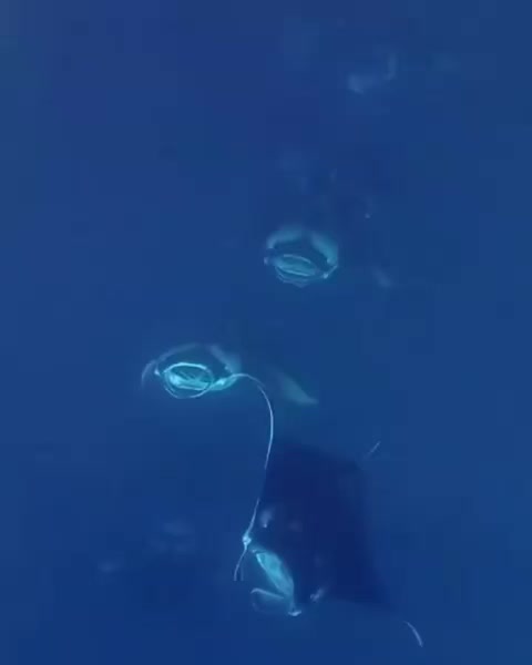 manta rays swim in the ocean