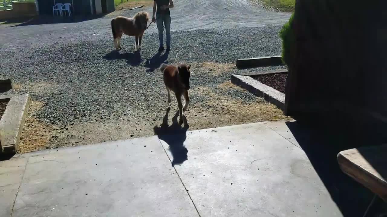 Baby miniature horse chasing me