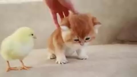 Kittens walking with a tiny chicken 🐥