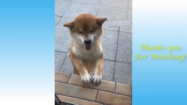 Cute and funny cat reaction can't stop laughing