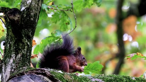 Squirrel Rodent Nut video💕. Cute video