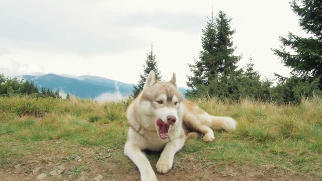 cute dogs resting