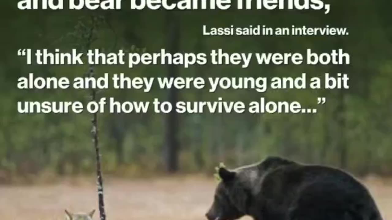 This Wolf And Bear Were Documented Traveling ~ Hunting ~And Playing Together For 10 Days!