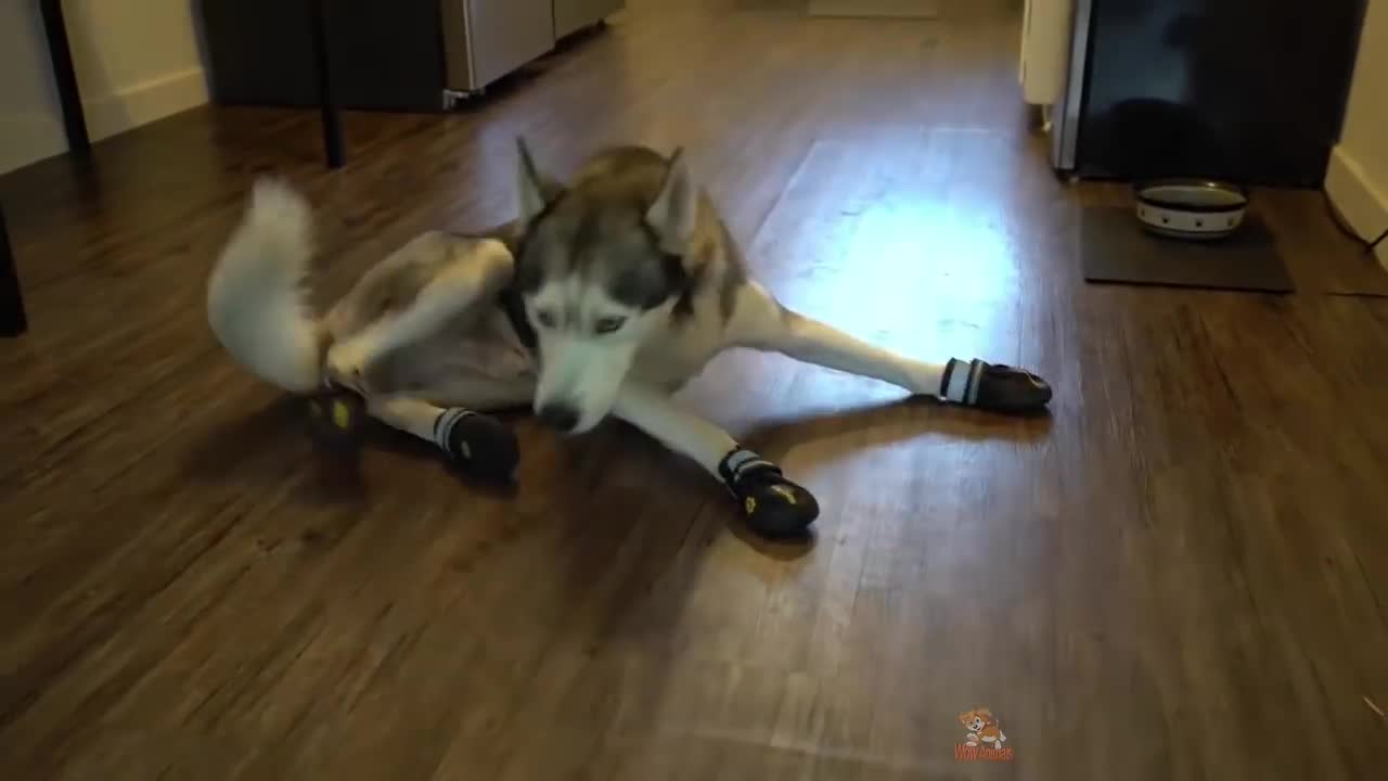 Dog Reaction to Wearing Shoes - Funny Dog Shoes Reaction Compilation