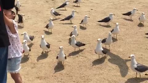 Seegulls eats sweets