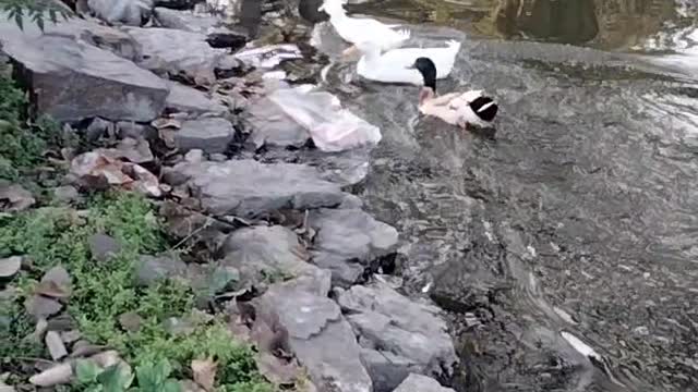 Ducks 🦆 Swimming Video By Kingdom of Awais