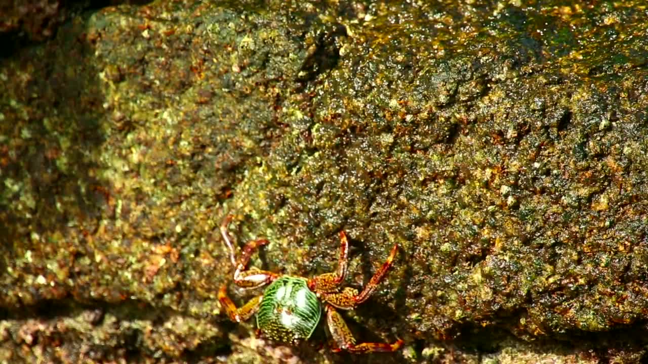 Crab walking on a wet stone