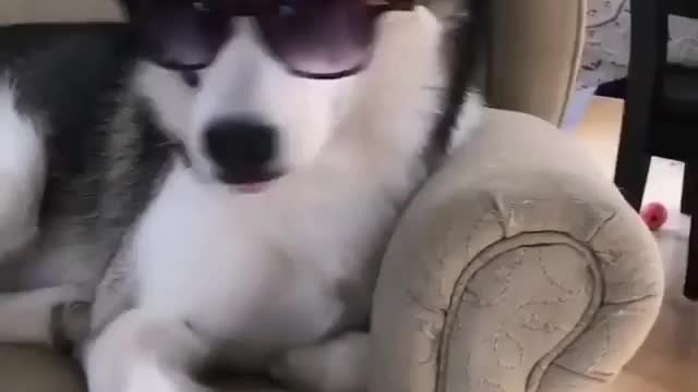 Dashing Husky wearing Sunglasses