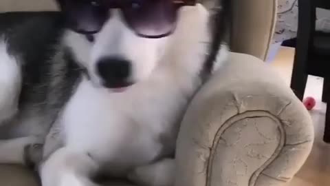 Dashing Husky wearing Sunglasses