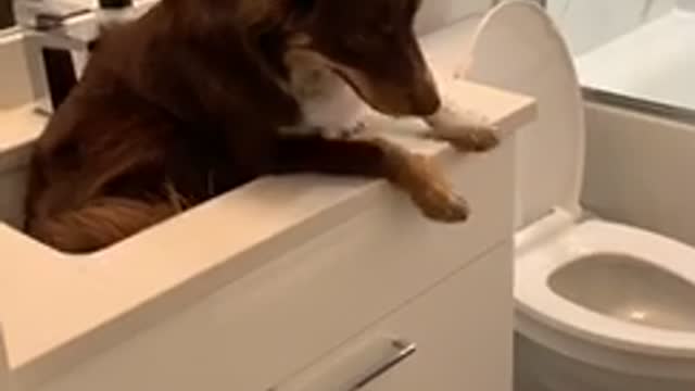 Dog Has a Sinking Feeling