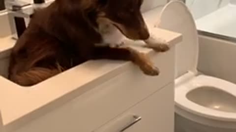 Dog Has a Sinking Feeling