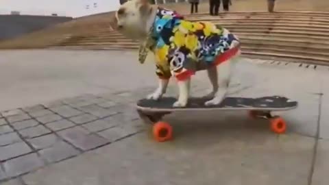 Cute dog Skating 🐶 ⛸