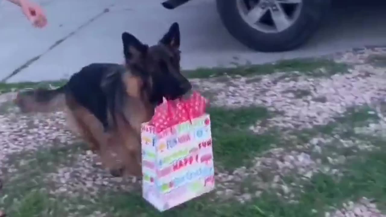 Dog Excited To Attend First Birthday Party