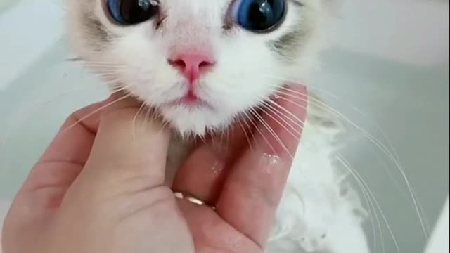 kitten taking a bath