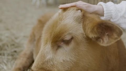 sociable.cows.at home