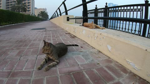 Homeless cats in UAE, Ras Al Khaimah: MICHAEL JACKSON & ED SHEERAN #cats #MichaelJackson #EdSheeran