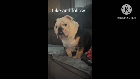 Dog feels the line