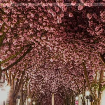 Did you know? Bonn, Germany