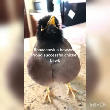 So Adorable Vice 😍