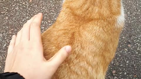 Stroking a Cheese cat