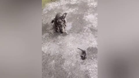 🐶🐱 Funny Cat And Dog - Try Not To Laugh 🤣🤣 | Super Dog