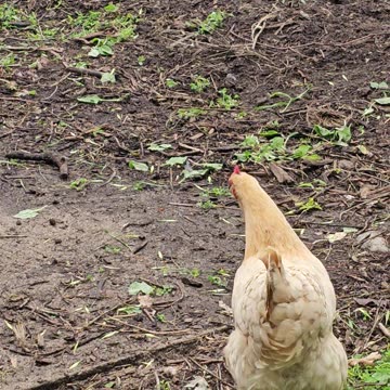 OMC! Brownie listens as Red#2 reflects on the taste of the rainwater! #chickens #rainwater #shorts