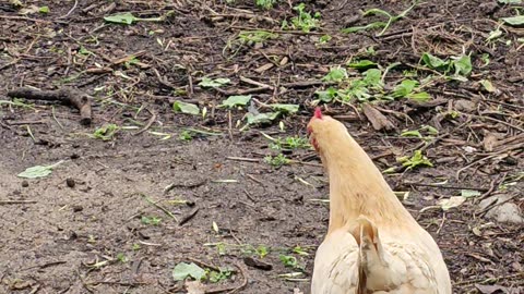 OMC! Brownie listens as Red#2 reflects on the taste of the rainwater! #chickens #rainwater #shorts