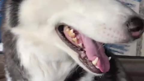 Excited Husky Goes Through A CAR WASH!!!