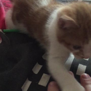 Sleepy Joe the big eyed kitten attacking my fingers, adorableness