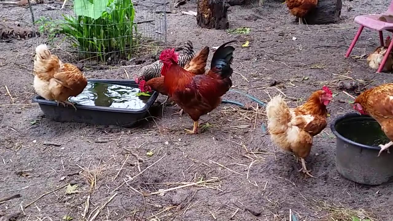 Checkin Out The Chicks - Cross Breeding Chickens