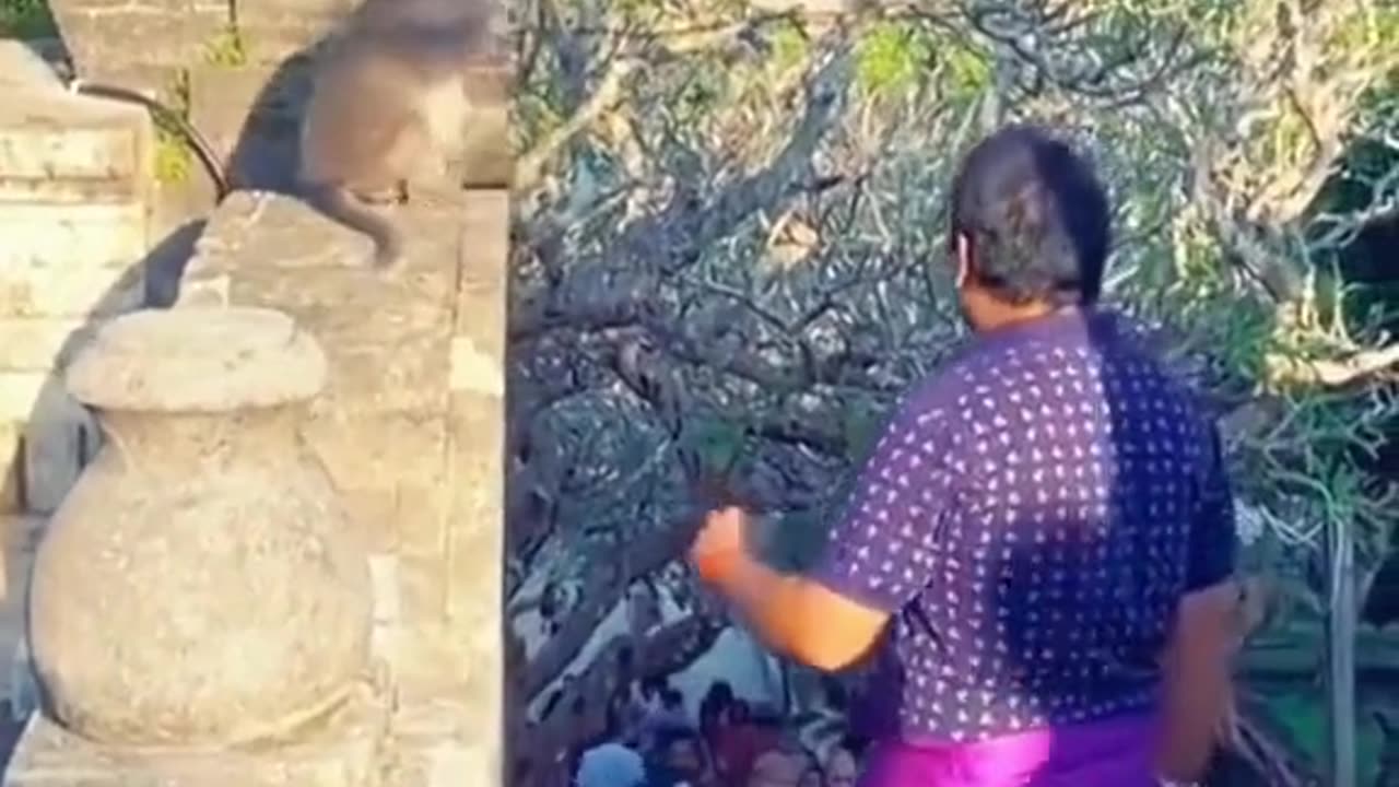 Monkey funny video || monkey 🐒 funny status