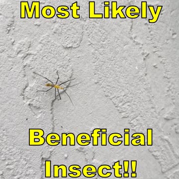 Assassin Bug Sighting In Florida? These Are Beneficial Insects, But Don't Get Bitten By One....