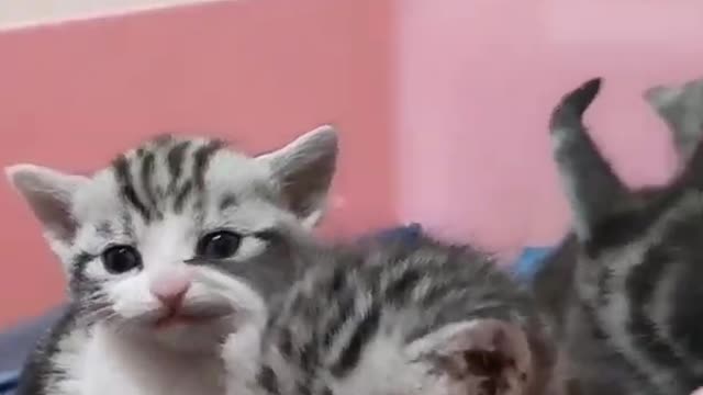 Cute and Funny Cat Videos Compilation 2021_#shorts