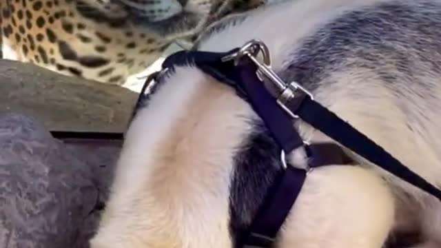The leopard