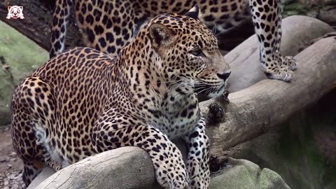 Creatures Of Amazon In 8K - Untamed life In The Core Of The Amazon Rainforest