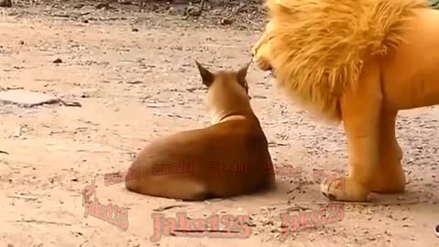 Lion vs Dogs Funny Videos with Jaks125