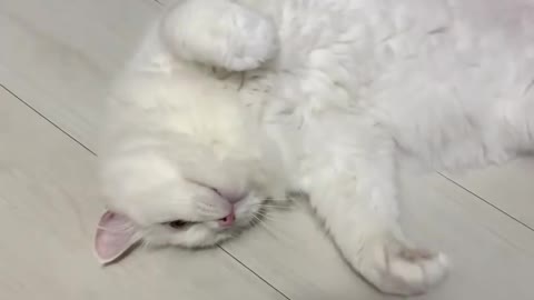 cat video fun