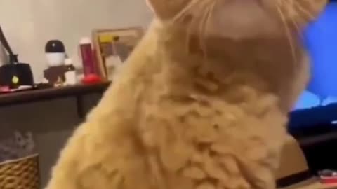 Funny cat videos 😂